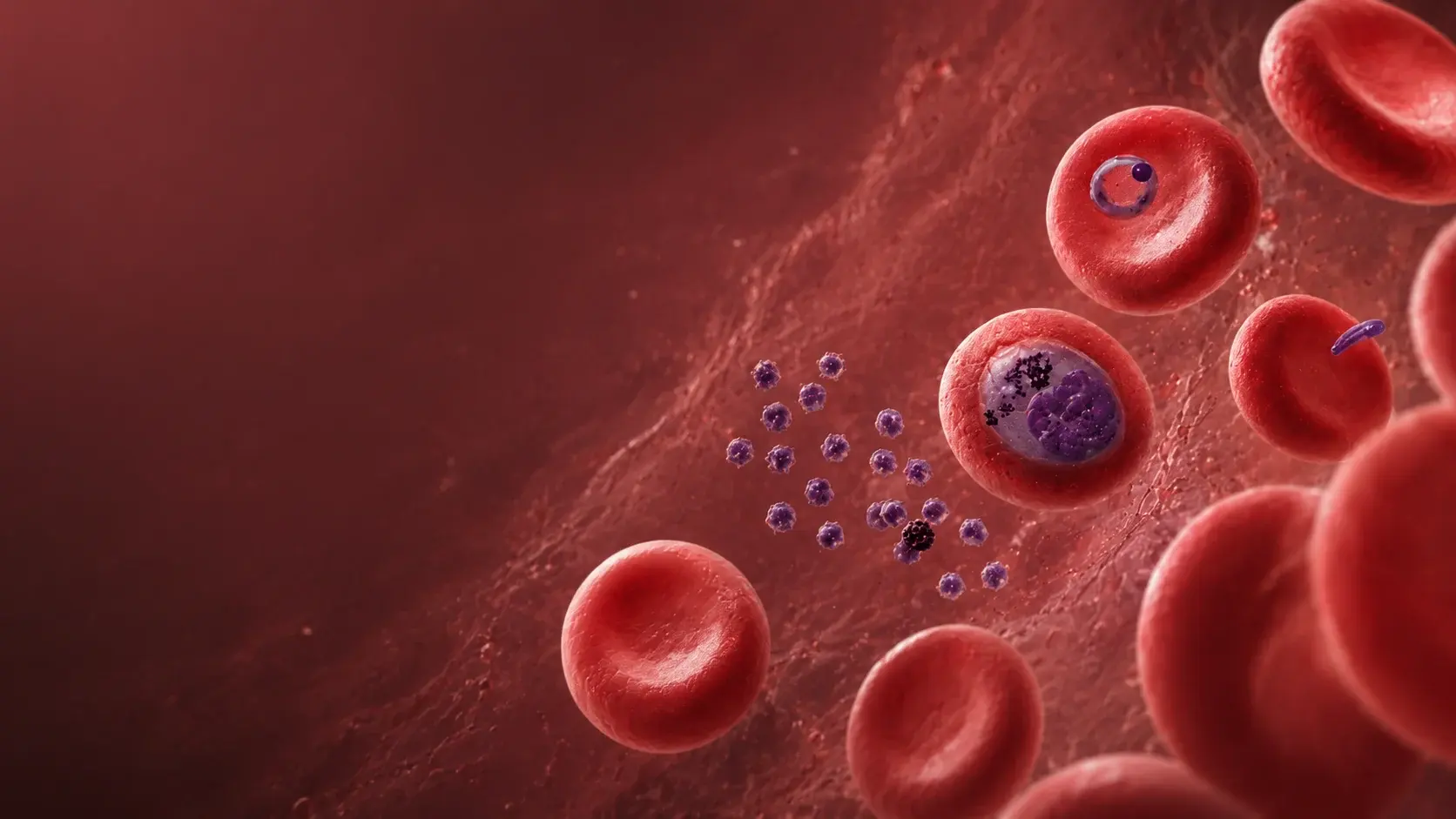 Red blood cells in a vessel, one carrying a mature schizont beside a scatter of released merozoites — 3D rendering