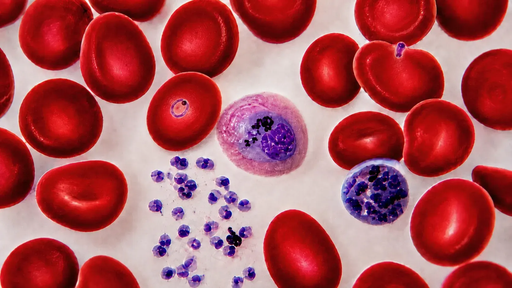 Red blood cells with Plasmodium parasites at multiple developmental stages — 3D rendering