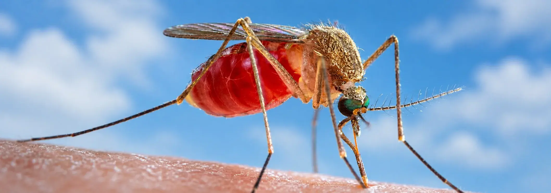 Mosquitoes in flight against an open blue sky